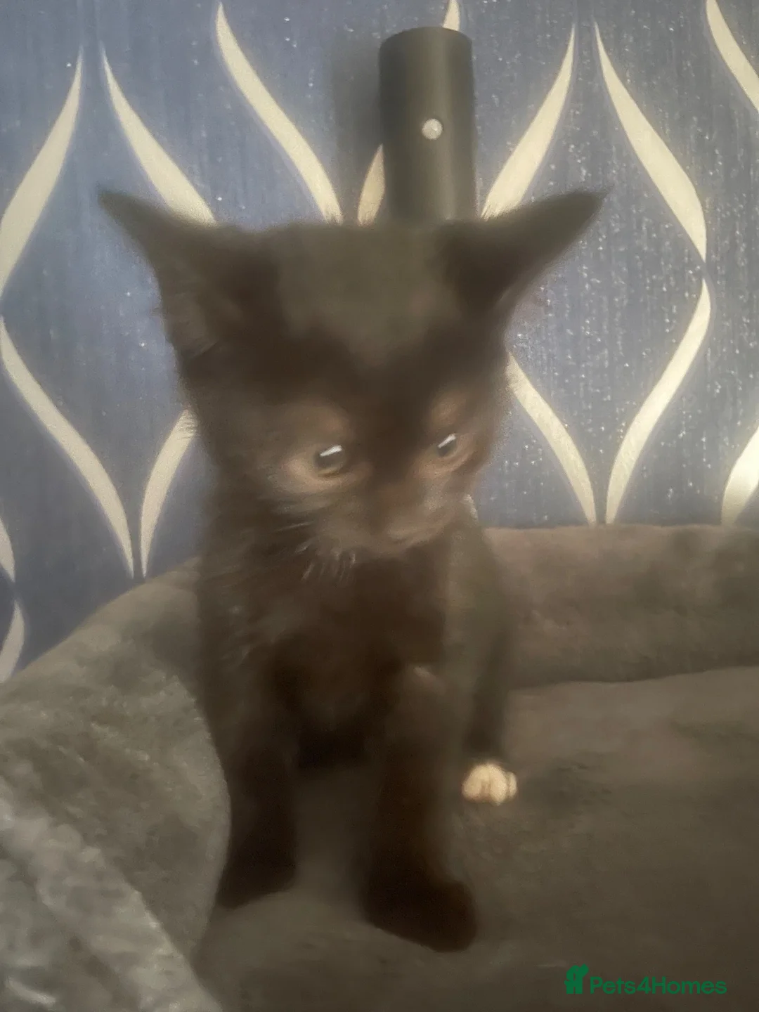 Mixed Breed cats for sale: Kittens for sale £60 each in Middlesbrough - Advert 3
