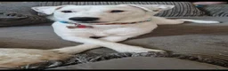 Parson Russell dogs for sale: 5 Parsons Russell's for sale - Advert 5