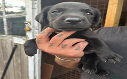 Labrador Retriever dogs for sale: Labrador puppies  - Image 7