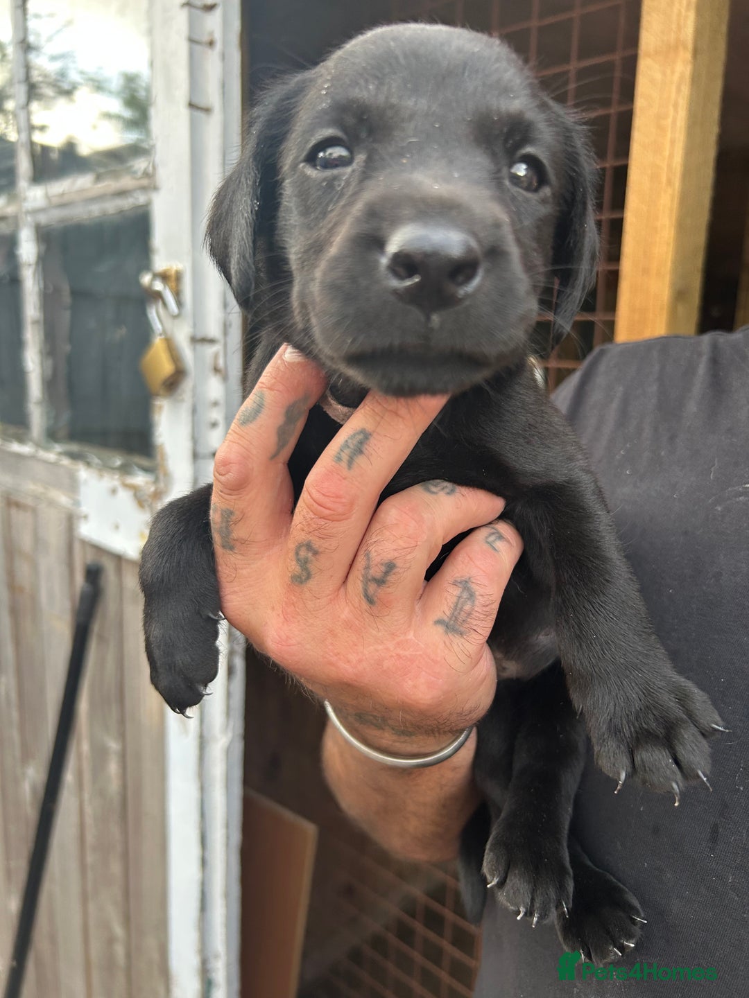 Labrador Retriever dogs for sale: Labrador puppies  - Image 7