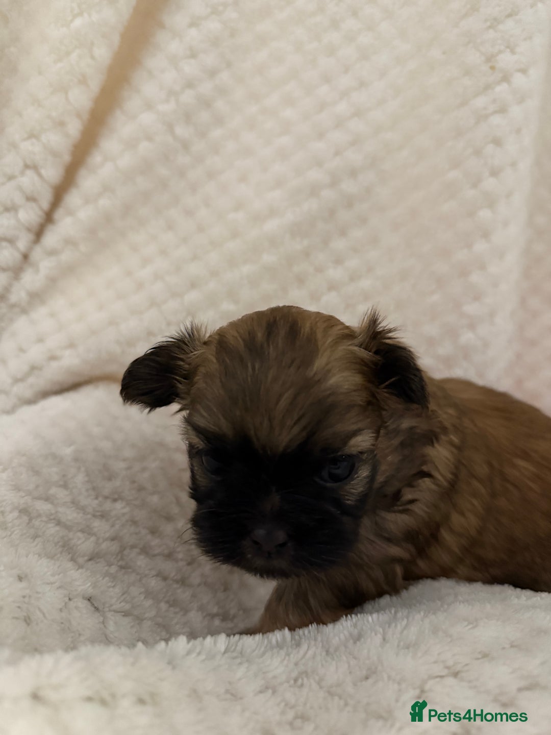 Shih Tzu dogs for sale: Shih tzu puppies  - Advert 10