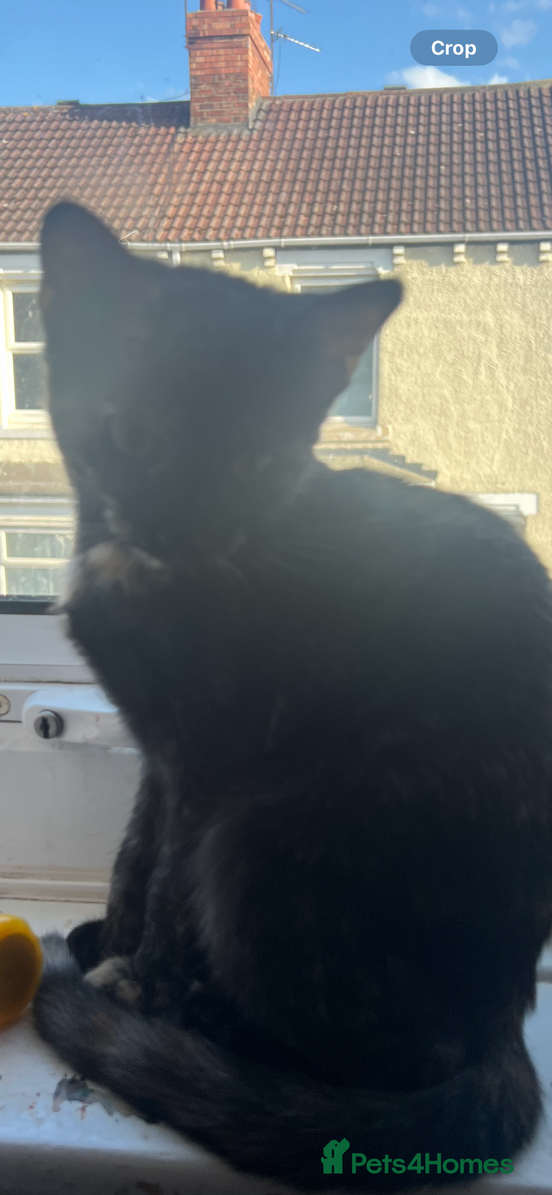 Domestic Shorthair cats for sale: Female cat - Image 4