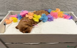 Cavapoo dogs for sale: Gorgeous Cavapoo Girl looking for loving home - Image 10