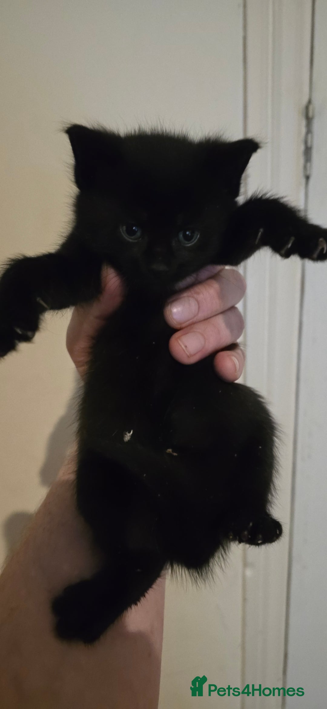 Mixed Breed cats for sale: 11 beautifull kittens ready for 14/01/2026 - Advert 14