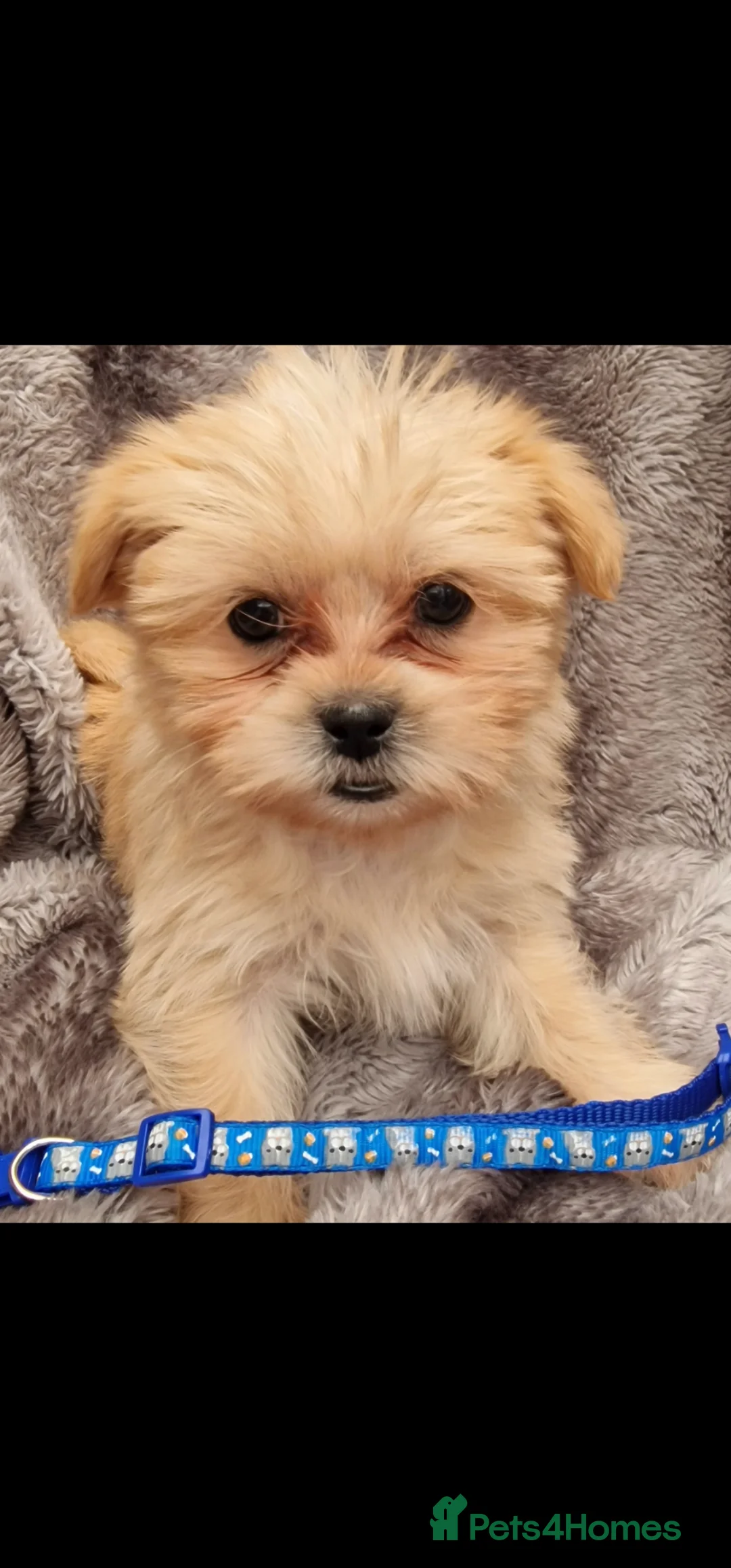 Shorkie dogs for sale: Adorable fluffy shorkies puppies  - Advert 2