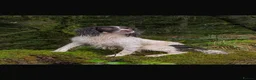 English Springer Spaniel dogs for sale: KC health tested springer puppies  - Advert 6