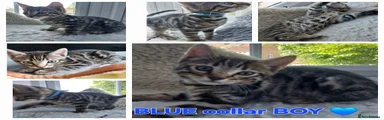 Mixed Breed Kitten 1