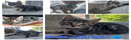 Mixed Breed cats for sale: Mixed/ x tabby/ half bengal kittens💙🧡💚 - Advert 9
