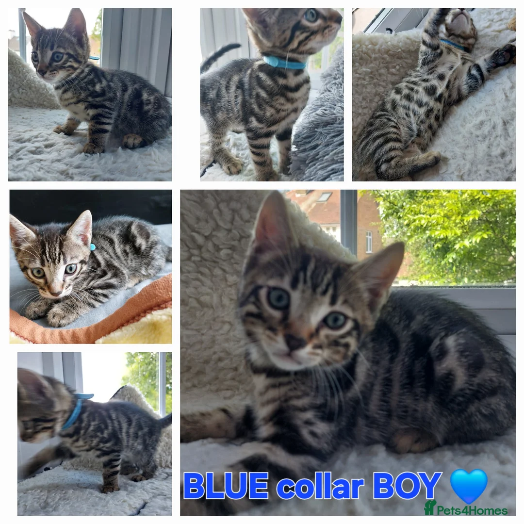 Mixed Breed cats for sale: Mixed/ x tabby/ half bengal kittens💙🧡💚 - Advert 9