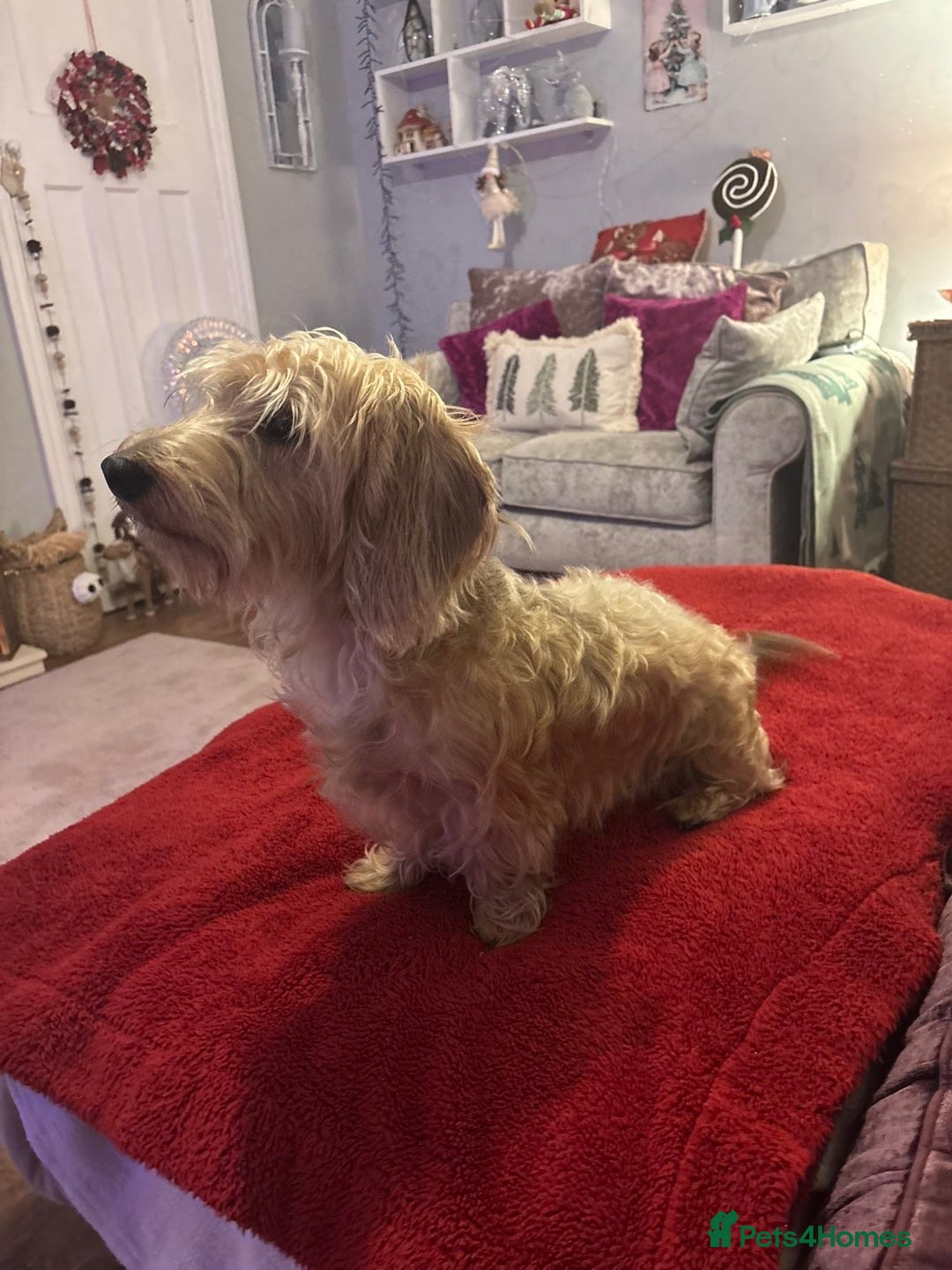 Dachshund dogs for sale: Pedigree standard cream wirehaired Dachshund  - Advert 10