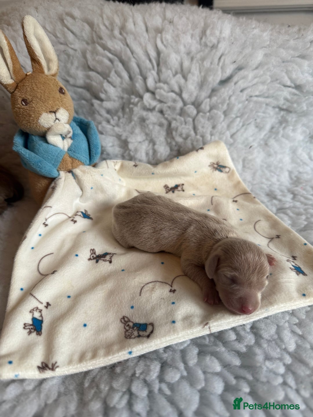 Miniature Dachshund dogs for sale: KC Mini Smooth haired Dachshunds  - Advert 11