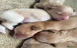 Golden Retriever dogs for sale: Stunning Top Quality Lines Golden Retriever Pups - Image 10