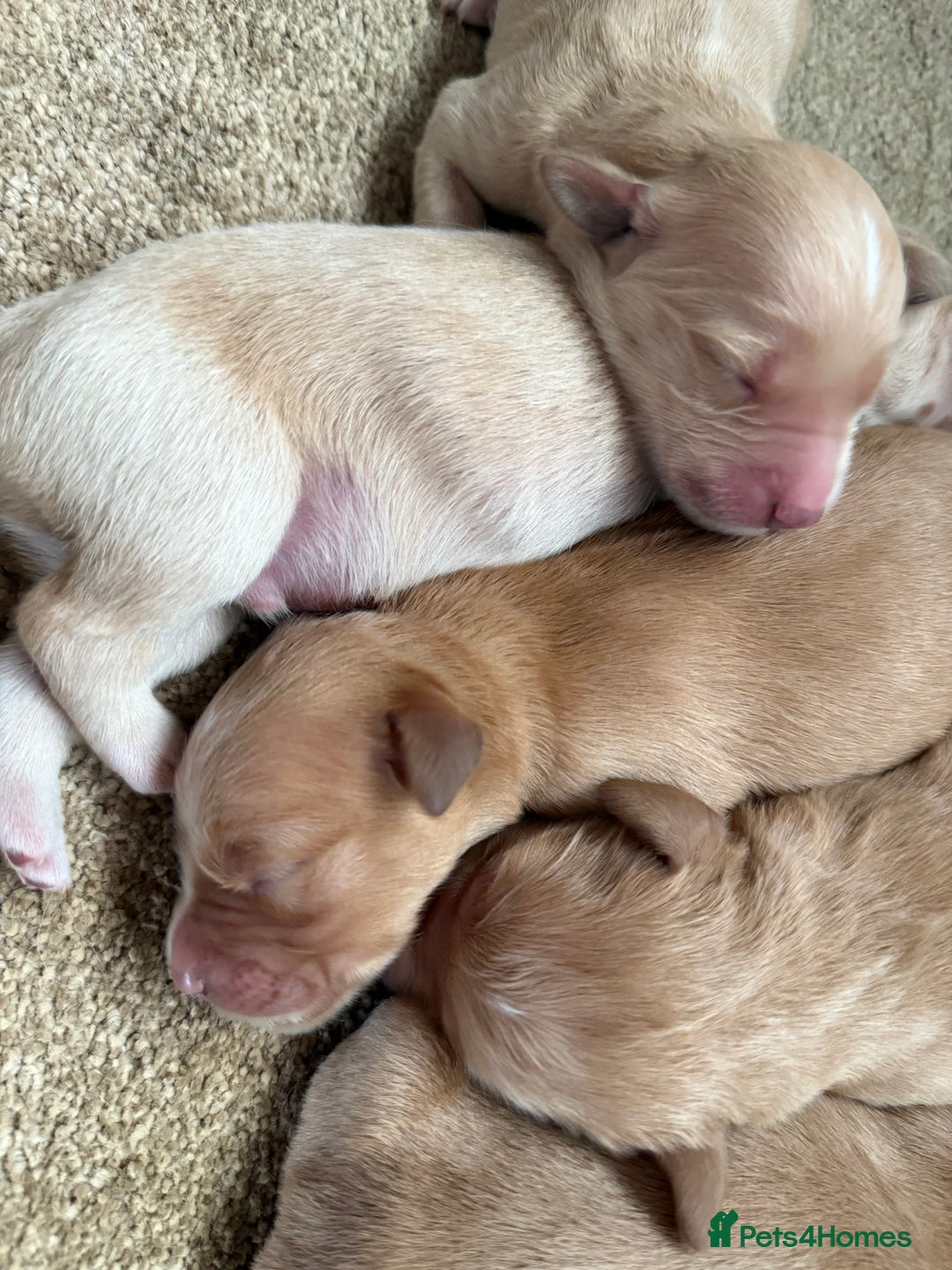 Golden Retriever dogs for sale: Stunning Top Quality Lines Golden Retriever Pups - Image 10