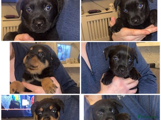 Rottweiler dogs READY TO GO from the 6th ✨ - Advert 9