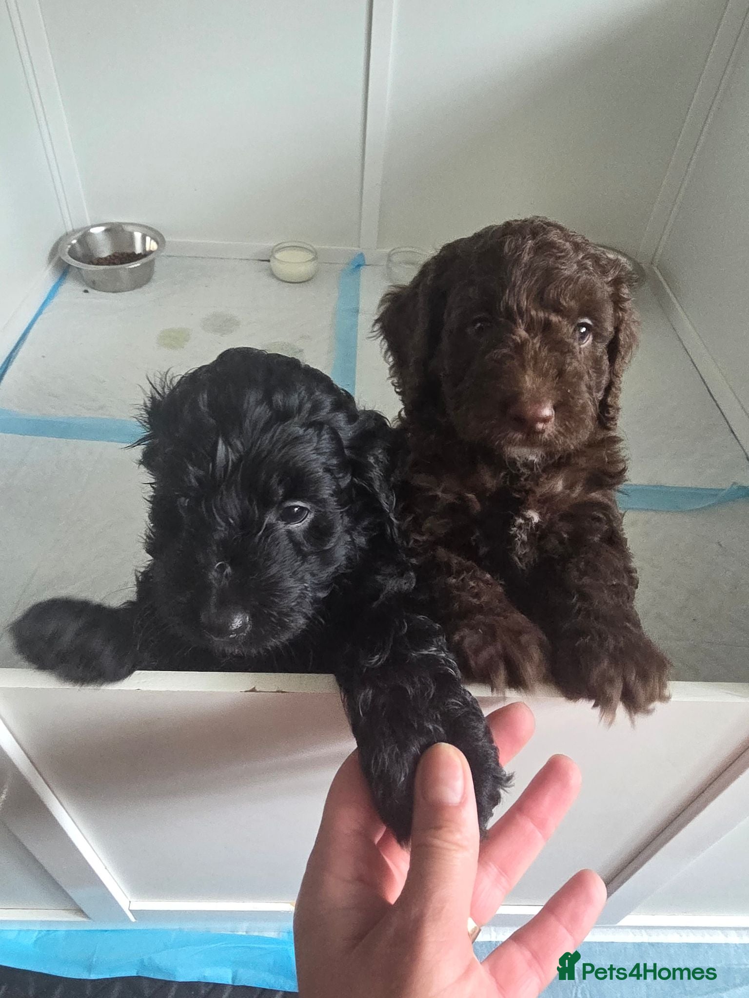 Cockapoo dogs Hawarden puppies 🐶  - Advert 1
