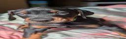 Dobermann dogs for sale: KC registered litter of 5 Dobermann puppies - Advert 14
