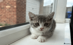 British Shorthair cats for sale: 4 british short Haired kittens for sale  - Image 10