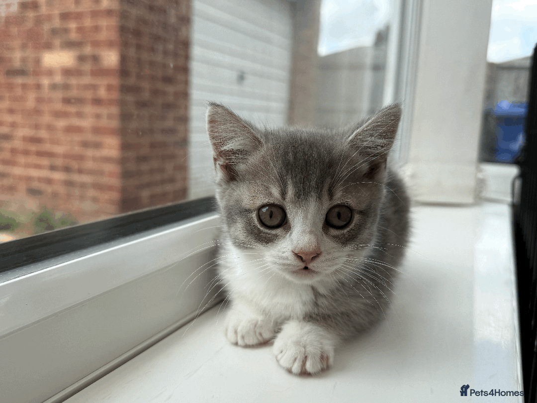 British Shorthair cats for sale: 4 british short Haired kittens for sale  - Image 10