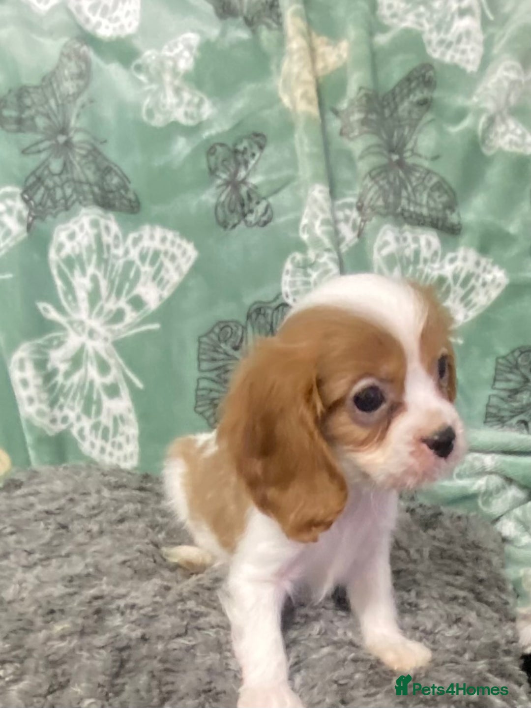 Cavalier King Charles Spaniel dogs for sale: pure cavalier king Charles spaniel - Image 6