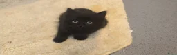 British Shorthair cats for sale: British ShortHair Fluffy Kittens  - Advert 5