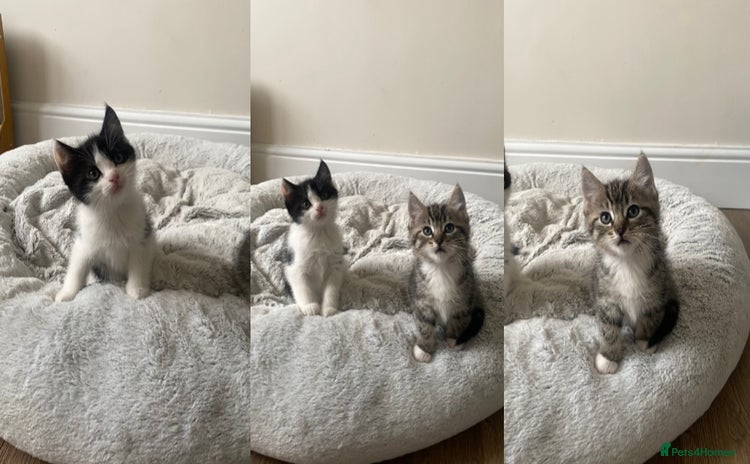 Mixed Breed cats - Advert 9