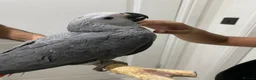 Parrots birds for sale: READY TO LEAVE Super cuddly baby greys  - Advert 11