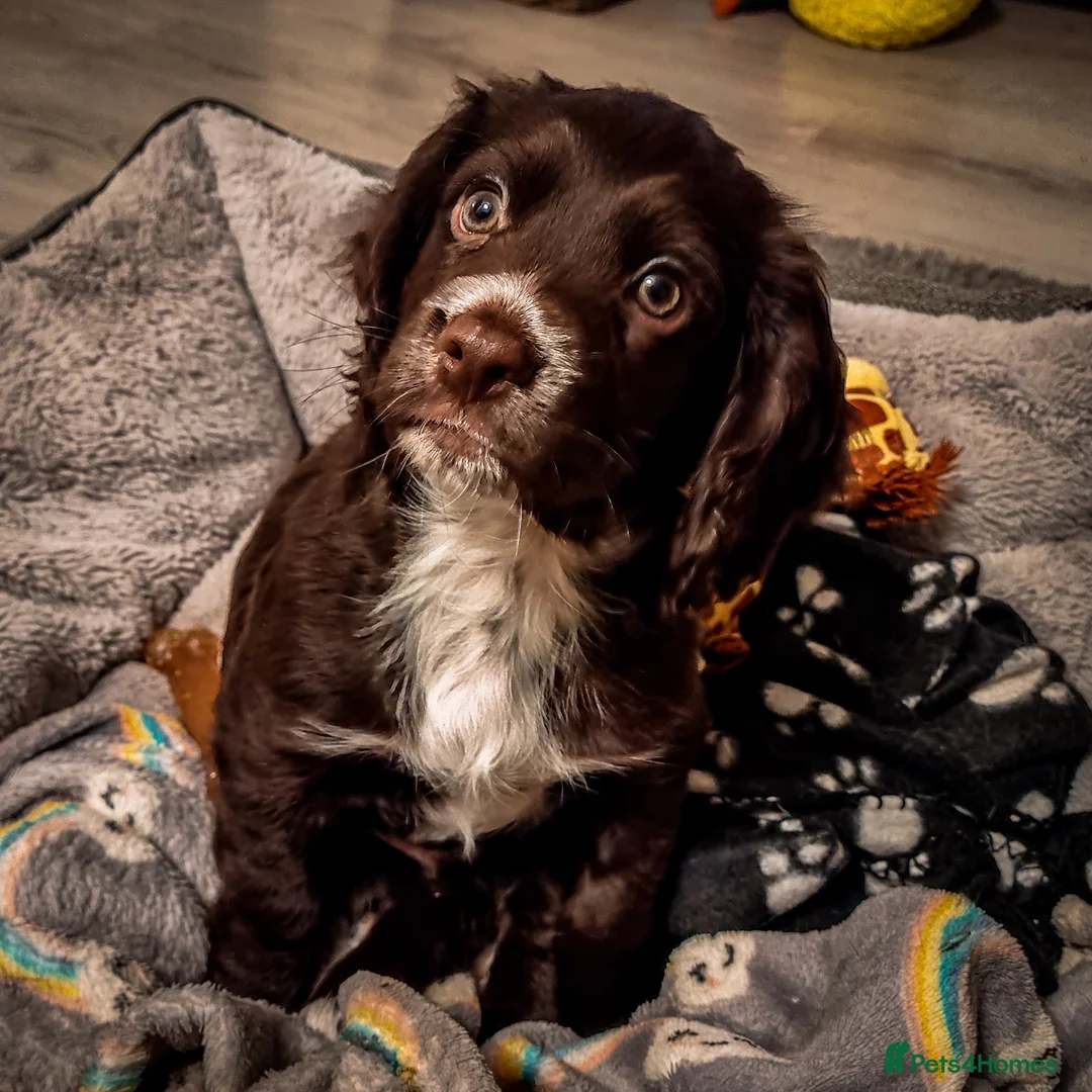 Cocker Spaniel dogs for stud: KC reg Working Cocker Spaniel for Stud in Cambridge - Advert 13