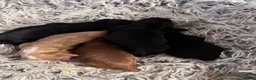 Cockapoo dogs for sale: beautiful F2 cockapoo puppies  in Tilbury - Advert 9
