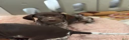 German Shorthaired Pointer dogs for sale: German shorthaired pointers  - Advert 17