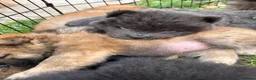 Chow Chow dogs for sale: Beautiful Chow Chow puppy - Advert 4