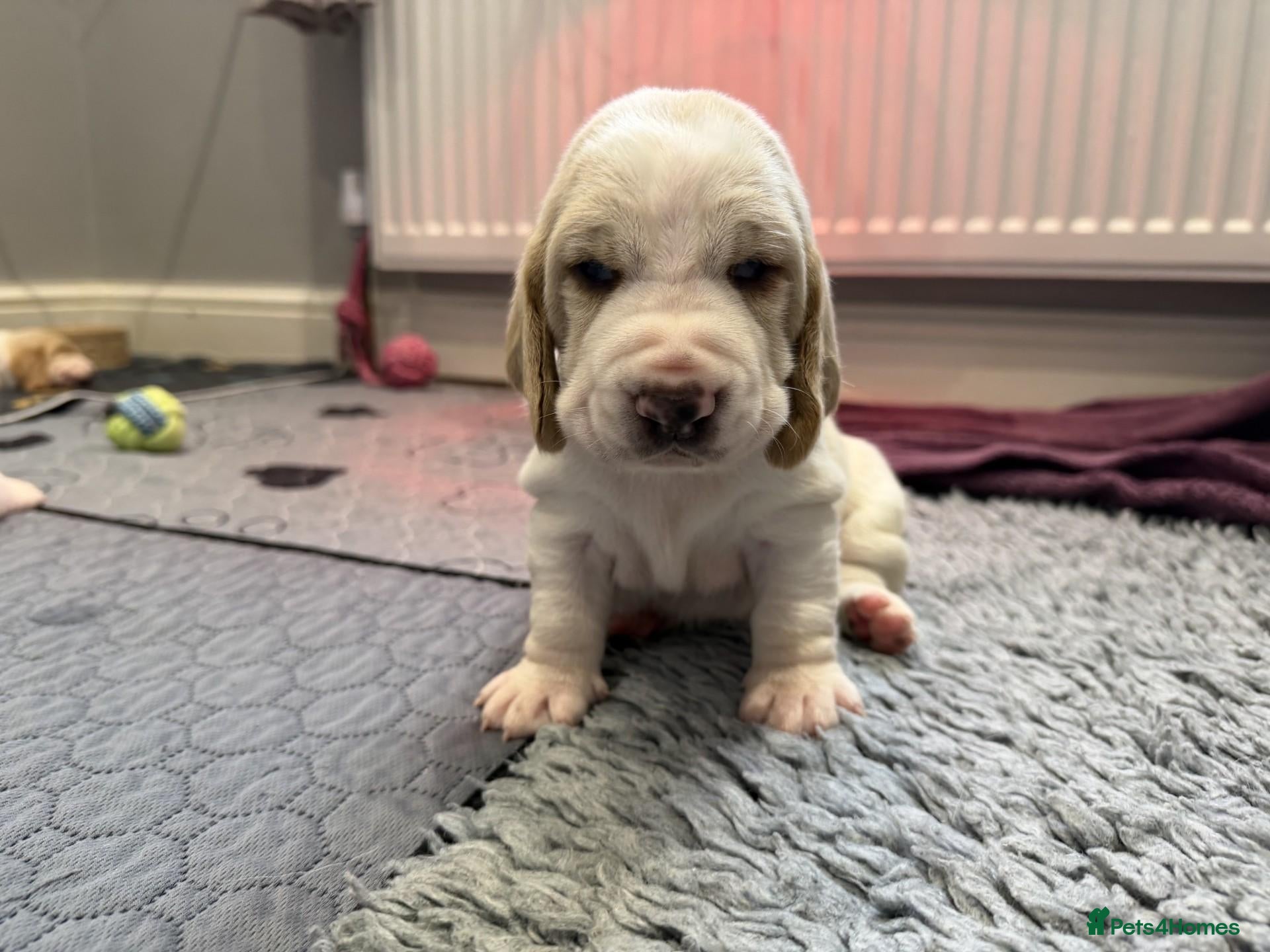 Basset Hound dogs KC registered basset hound puppy - red & white boy - Advert 5