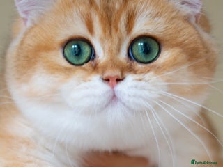 British Shorthair cats ✨Beautiful British Shorthair Kittens✨ - Advert 1