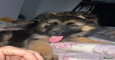 German Shepherd dogs - Advert 1