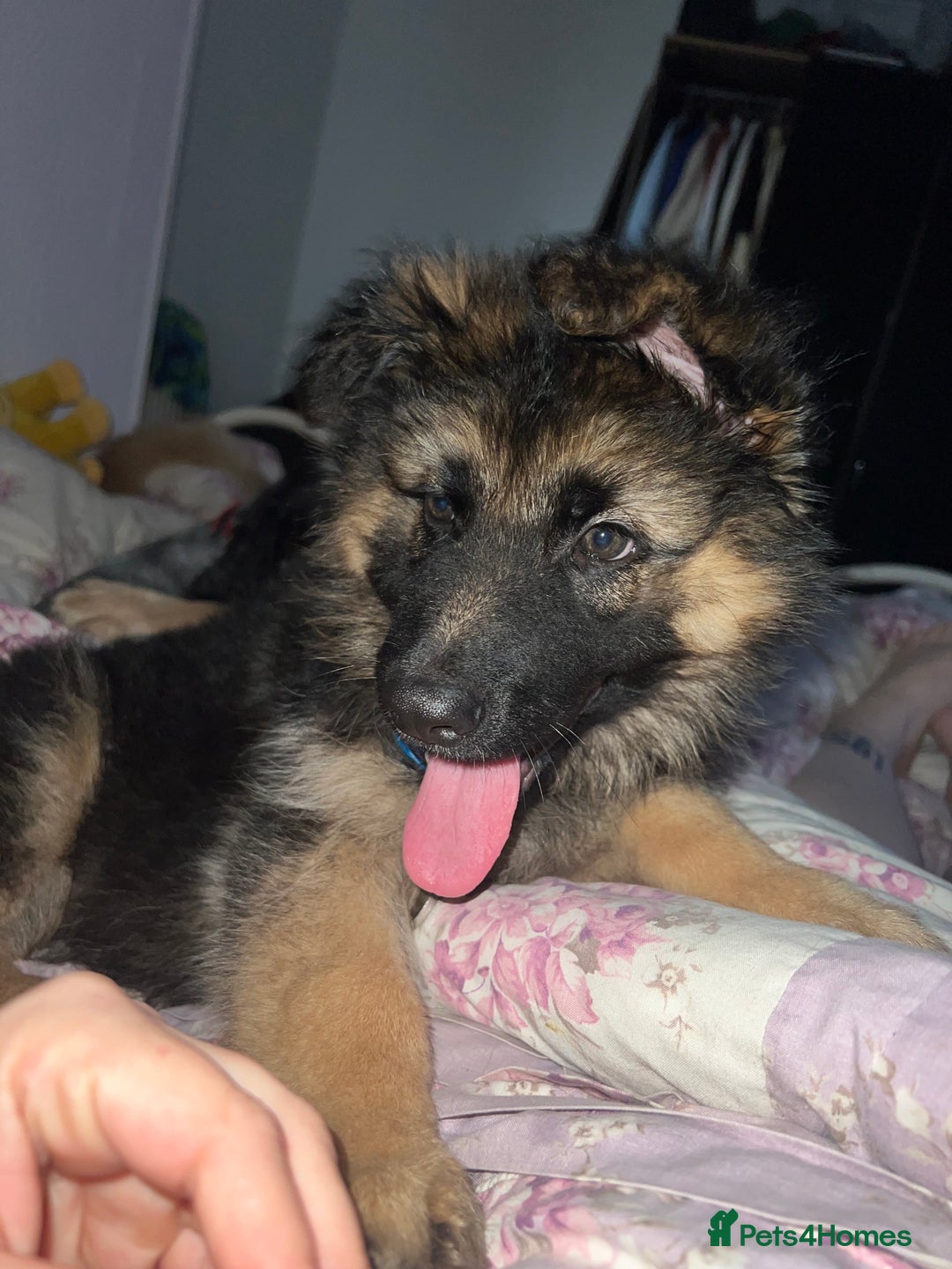 German Shepherd dogs for sale: 💙last male reduced💙 KC REGISTERED long hair - Image 2