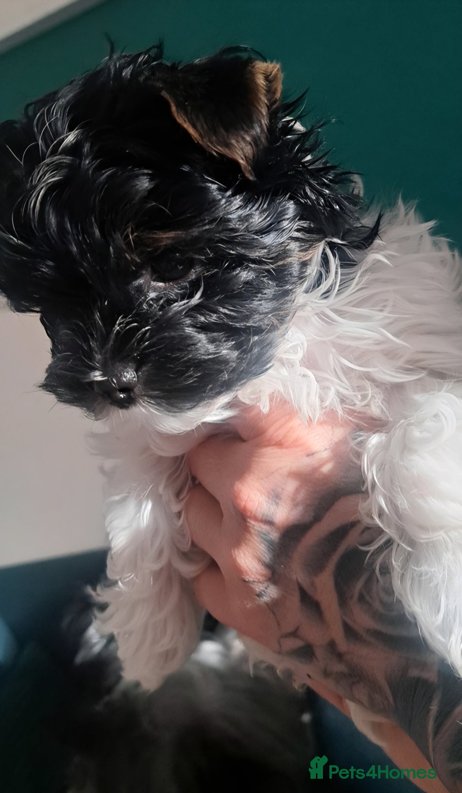 Yorkshire Terrier dogs READY TO GO, ONLY 1 LEFT❗Little Yorkshire Terrier. - Advert 1