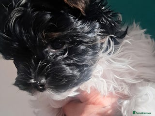 Yorkshire Terrier dogs READY TO GO, ONLY 1 LEFT❗Little Yorkshire Terrier. - Advert 1