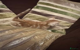 Mixed Breed cats for sale: Stunning fluffy and short haired ready now  - Image 11