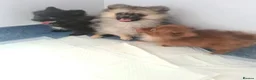 Pomeranian dogs for sale: Here I have 3 loving Pomeranian females  in Merthyr Tydfil - Advert 6
