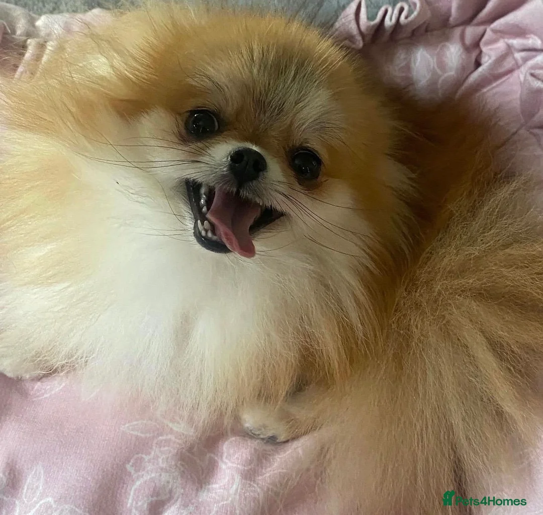 Pomeranian dogs for sale: Female Pomeranian  - Advert 1