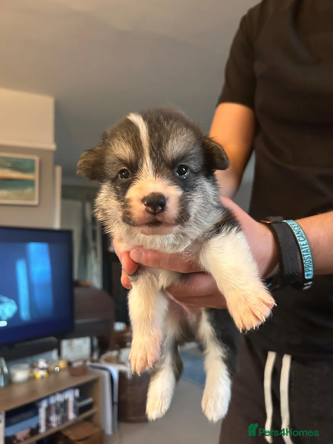 Welsh Corgi Pembroke dogs for sale: 6 beautiful corgi puppies in Rochester - Advert 12