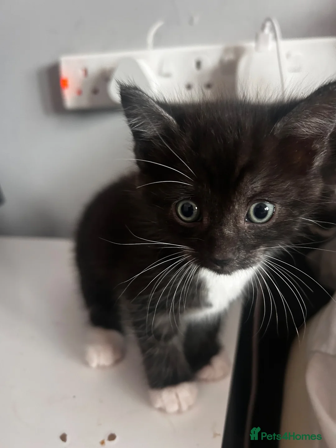 Mixed Breed cats for sale: Fluffiest kittens available  - Advert 7
