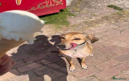 Mixed Breed dogs for sale: Beautiful saluki x greyhound for adoption - Image 11