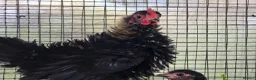Chickens poultry for sale: Chicks looking for new homes  - Advert 15
