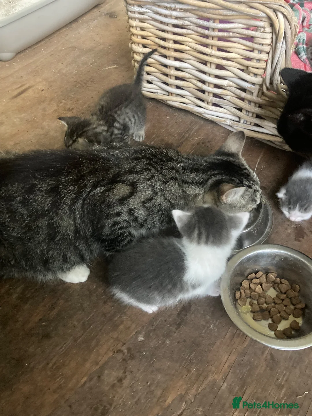 Mixed Breed cats for sale: Very pretty family friendly kittens.  - Advert 1