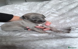 Whippet dogs for sale: OUTSTANDING PRESTIGIOUS LAGUNA BLUE WHIPPETS! KC - Image 20