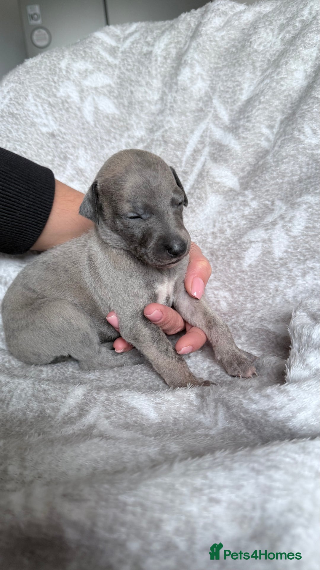 Whippet dogs for sale: OUTSTANDING PRESTIGIOUS LAGUNA BLUE WHIPPETS! KC - Image 20