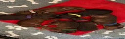 Cockapoo dogs for sale: Extensively DNA Tested Cockapoo Puppies 🧬 - Advert 5