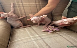 Sphynx cats for sale: 3 Sphynx boys - Image 1