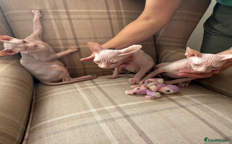 Sphynx cats - Advert 3