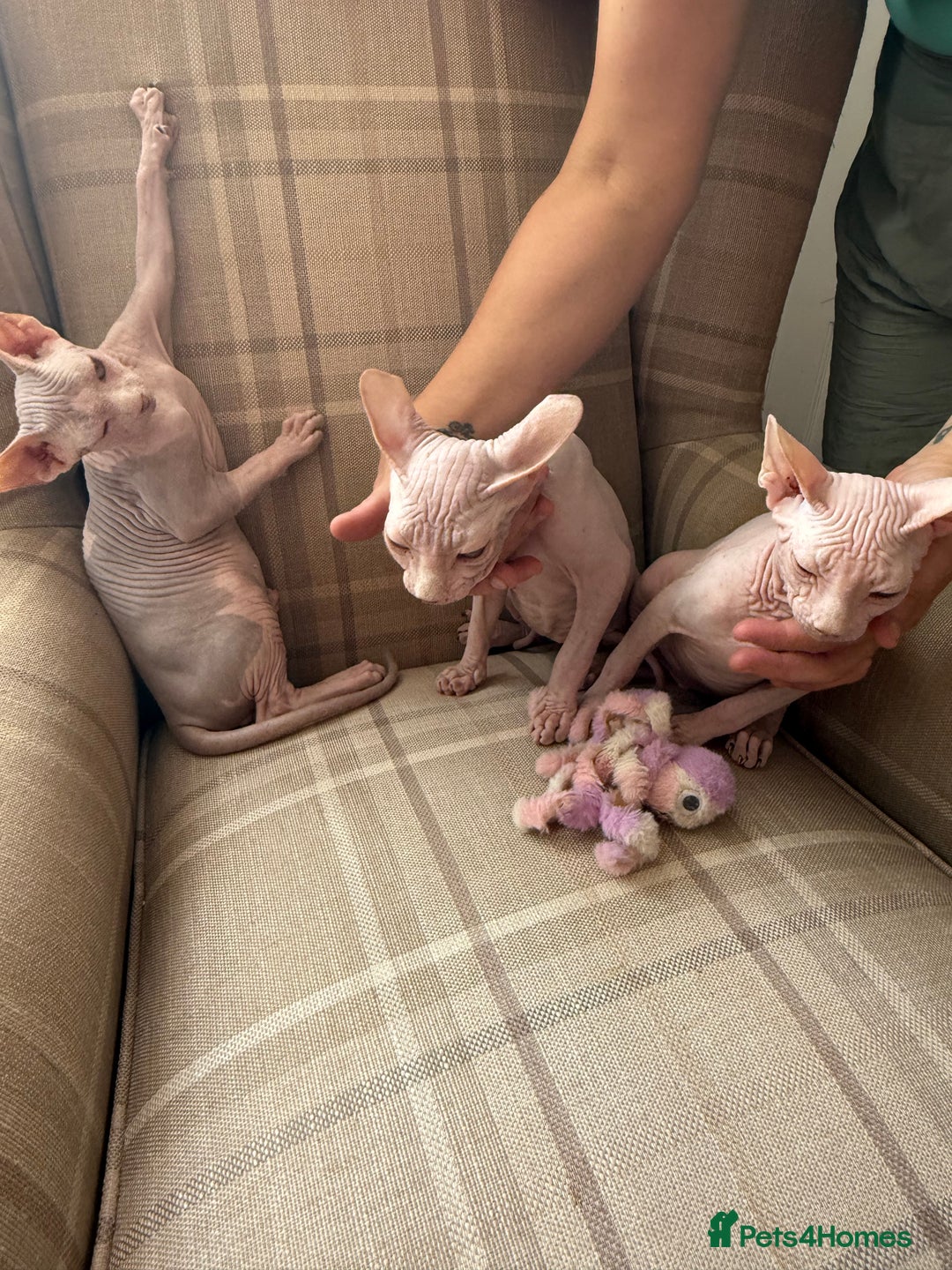 Sphynx cats for sale: 3 Sphynx boys - Image 1